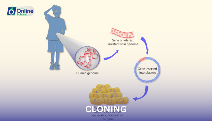 Lesson 06: Cloning: Concepts and Processes